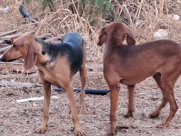Segugi italiani Segugi dell Appennino