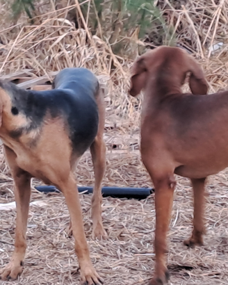 Segugi italiani Segugi dell Appennino