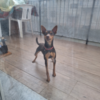 Pinscher