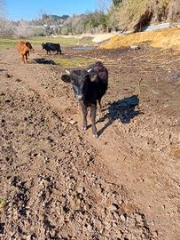 Toro dexter nano 2 anni