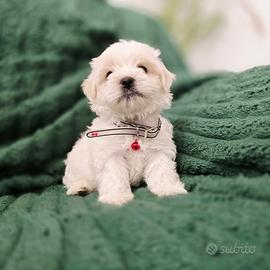 Cuccioli di maltese