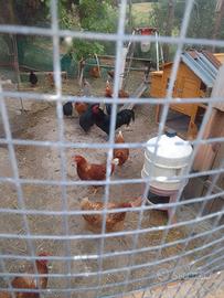Galline