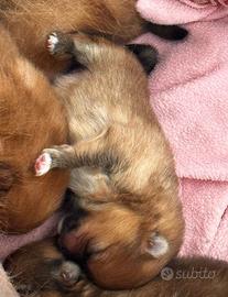 Pomerania con Pedigree