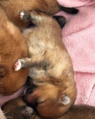 Pomerania con Pedigree