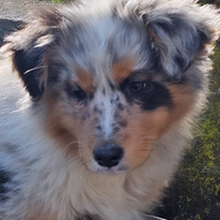 Belle cucciola pastore australiano