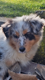 Belle cucciola pastore australiano