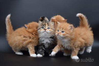 Cuccioli di Gatto Siberiano ipoallergenico
