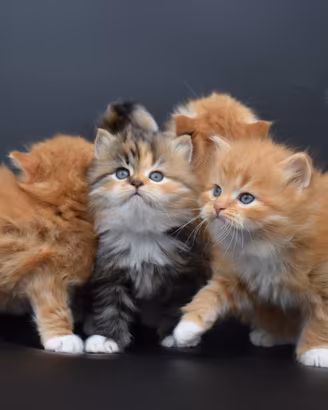 Cuccioli di Gatto Siberiano ipoallergenico