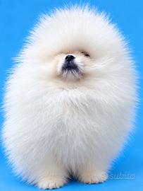 Spitz Tedesco Nano ( Pomerania) con Pedegree