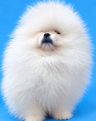 Spitz Tedesco Nano ( Pomerania) con Pedegree