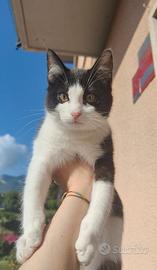 Ultimo Cucciolo - Gattino dolcissimo 3 mesi