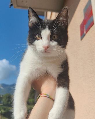 Ultimo Cucciolo - Gattino dolcissimo 3 mesi