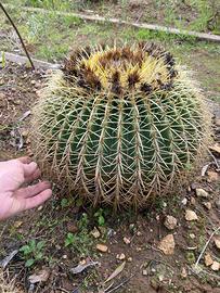 ECHINOCACTUS GRUSONII