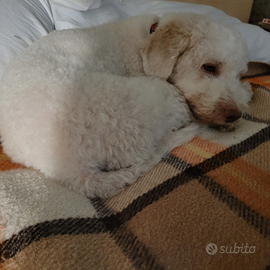 Lagotta con pedidree per accoppiamento