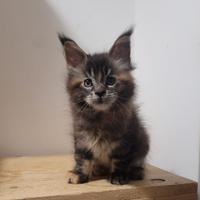 Gattine di maine coon pedigree Anfi