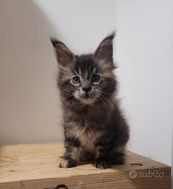 Gattine di maine coon pedigree Anfi
