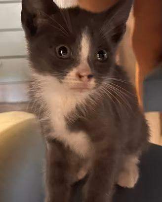 Siamese certosino