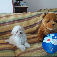 Cucciolo di barboncino Toy bianco 60gg