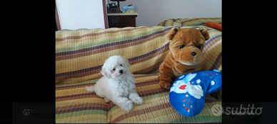 Cucciolo di barboncino Toy bianco 60gg