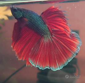 Betta Splendens