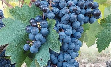 Attrezzatura per cantina - Altissima qualità