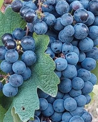 Attrezzatura per cantina - Altissima qualità
