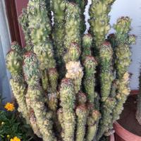 Cactus in vaso