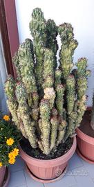 Cactus in vaso