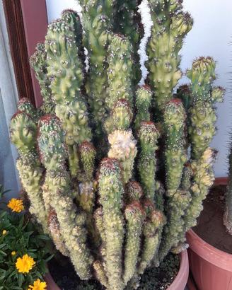 Cactus in vaso