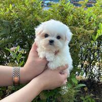 Maltese mini toy