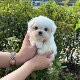 Maltese mini toy