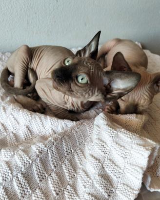 Gatto Sphynx