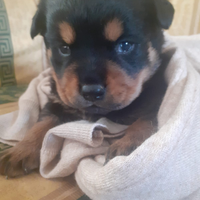 Cuccioli di rottweiler