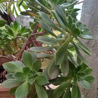 Pianta Succulente Aeonium decorum 'Fairy wings'

