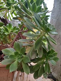 Pianta Succulente Aeonium decorum 'Fairy wings'

