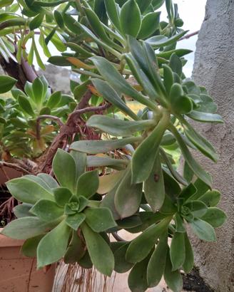 Pianta Succulente Aeonium decorum 'Fairy wings'

