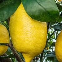Pianta di Limone di amalfi