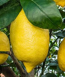 Pianta di Limone di amalfi