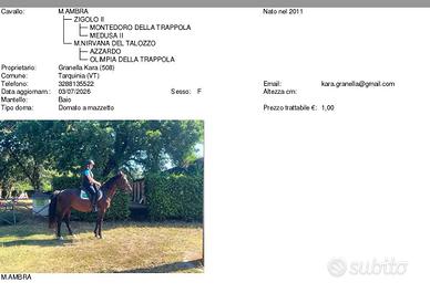 Cavalla maremmana con libretto ANAM