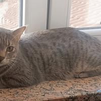 2 gatti "europei"