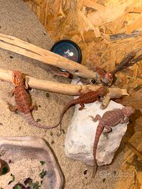 Pogona vitticeps red