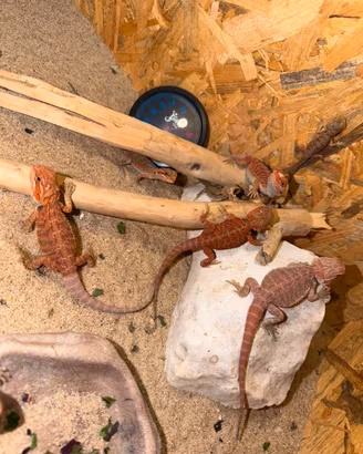 Pogona vitticeps red