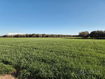 Terreni Agricoli contrada San Gervasio