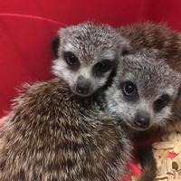 Suricati , petauri , furetti ed altro