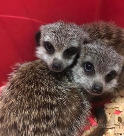 Suricati , petauri , furetti ed altro