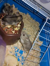 Animali