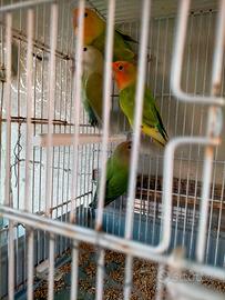 Cocorite
