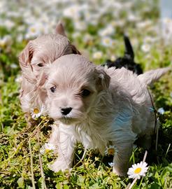 Cuccioli maltipoo
