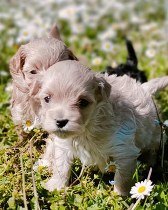 Cuccioli maltipoo
