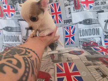 Chihuahua femmina bianco vero toy 70gg
